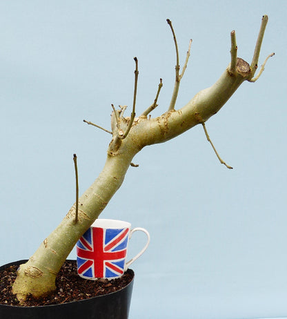 Ash Bonsai Tree Starter Plant - CLEARANCE SALE