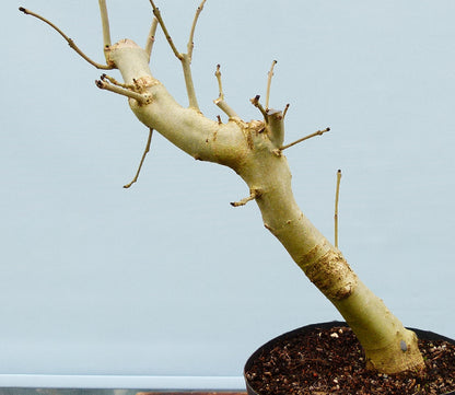 Ash Bonsai Tree Starter Plant - CLEARANCE SALE