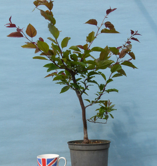 Red Leaved Crab Apple Bonsai - Bonsai Material