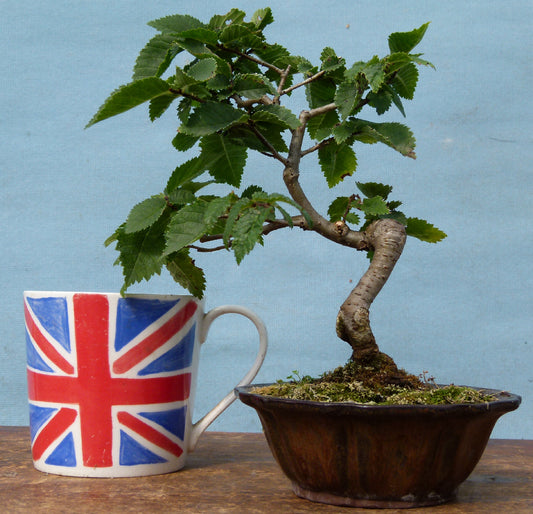 English Elm Shohin Bonsai Tree