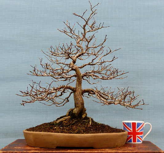 Wych Elm Native Bonsai Tree