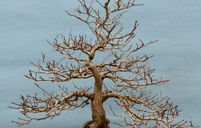 Wych Elm Native Bonsai Tree