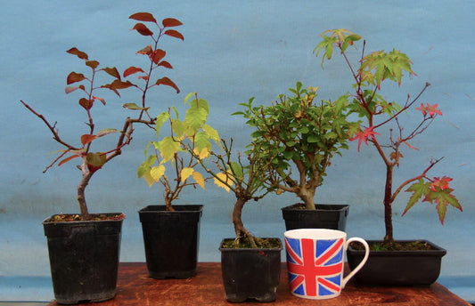 5 x Quality Bonsai Starter Trees - Clearance