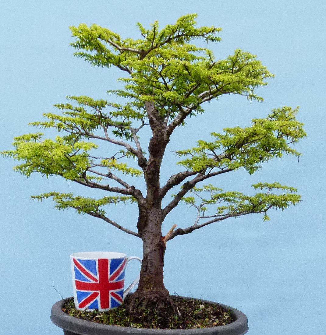 Hemlock Evergreen Yamadori Bonsai Tree