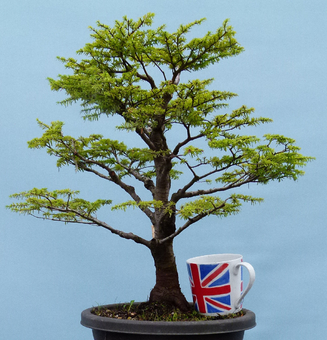 Hemlock Evergreen Yamadori Bonsai Tree