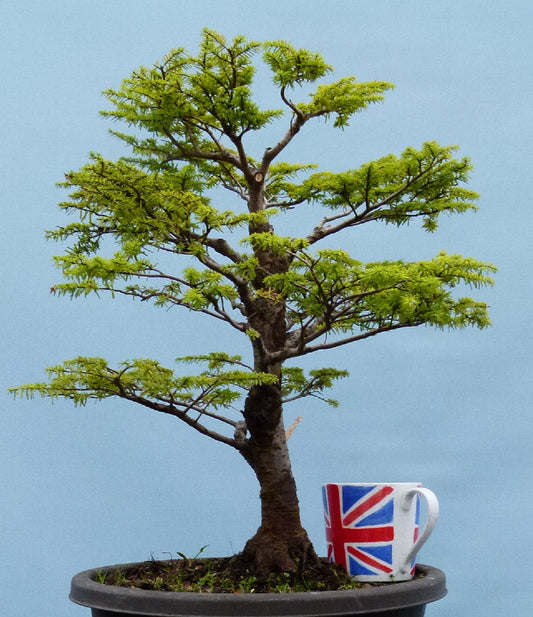 Hemlock Evergreen Yamadori Bonsai Tree