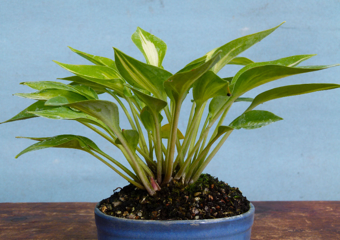 Dwarf Hosta - Stand By Me - Japanese Glazed Pot