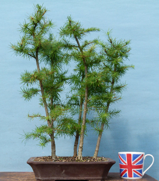 Japanese Larch Bonsai Group Planting