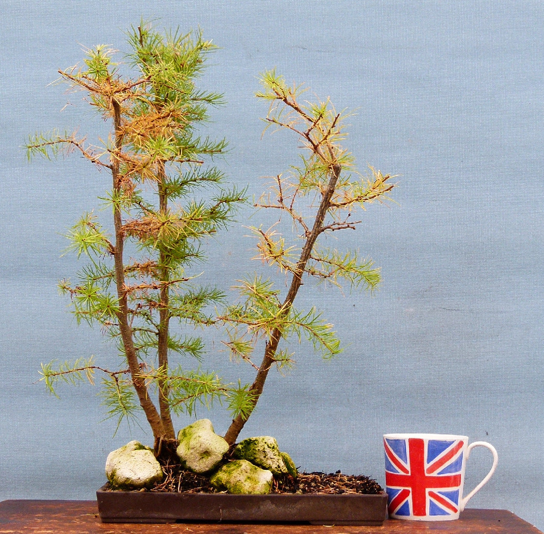 Japanese Larch Bonsai Group Planting