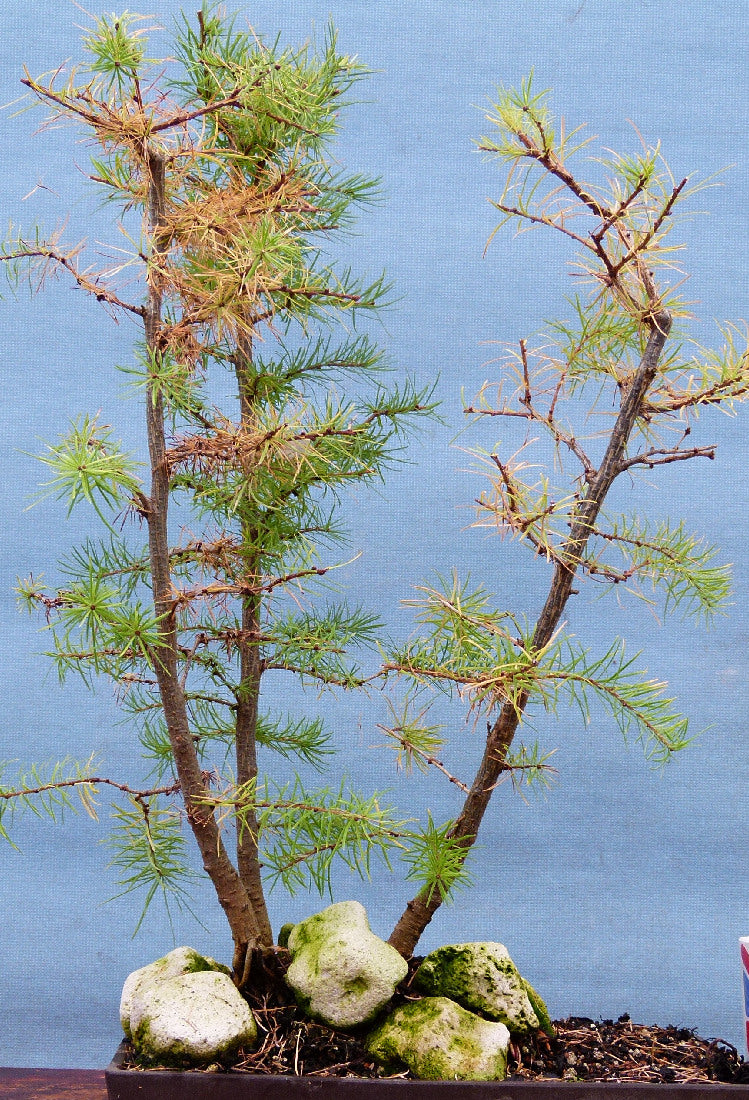 Japanese Larch Bonsai Group Planting