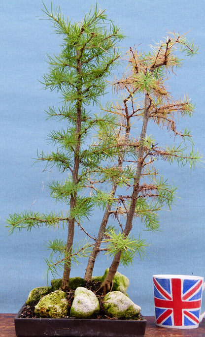 Japanese Larch Bonsai Group Planting