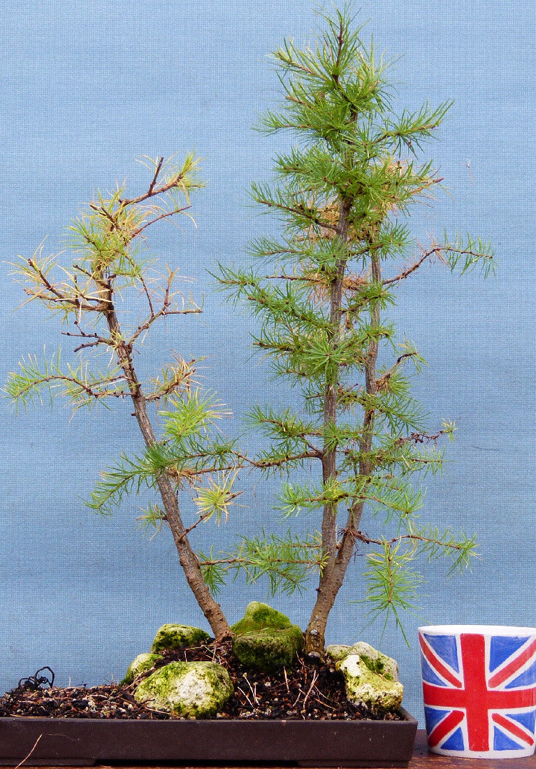 Japanese Larch Bonsai Group Planting