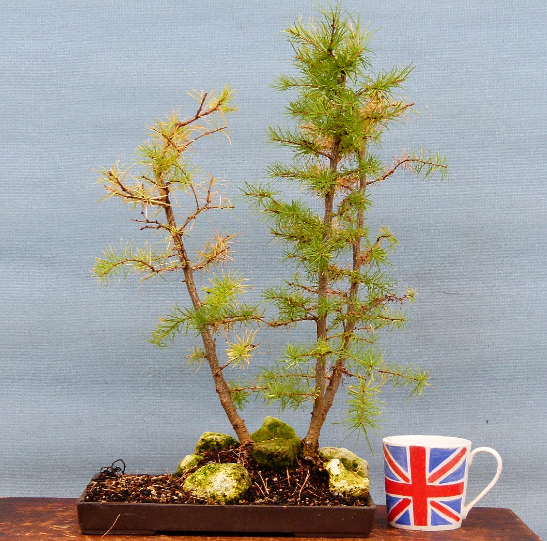 Japanese Larch Bonsai Group Planting