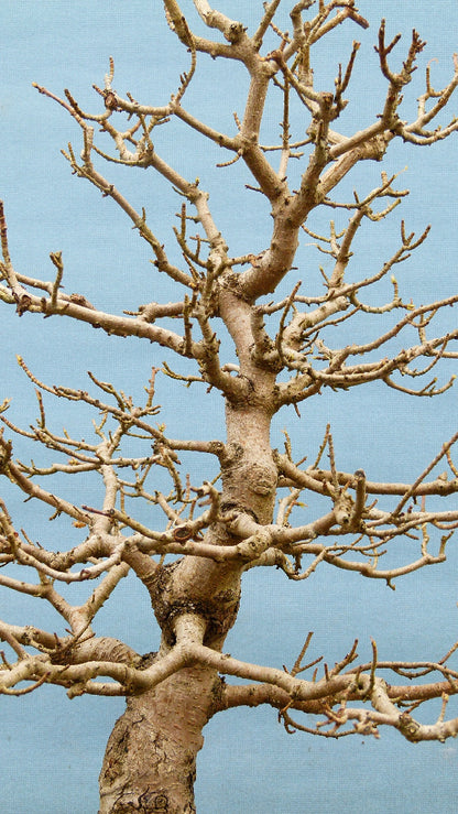 Field Maple British Native Bonsai Tree