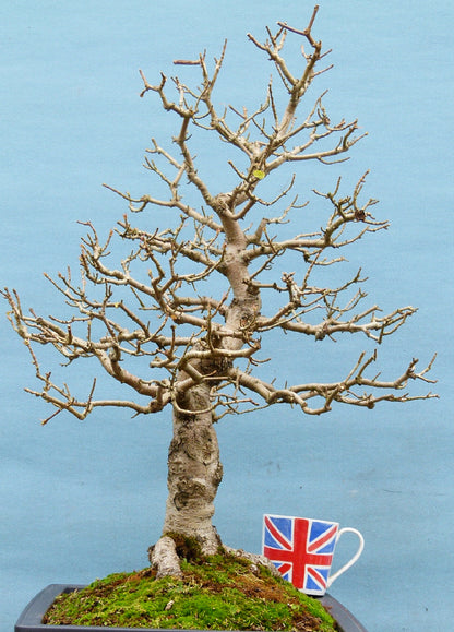 Field Maple British Native Bonsai Tree