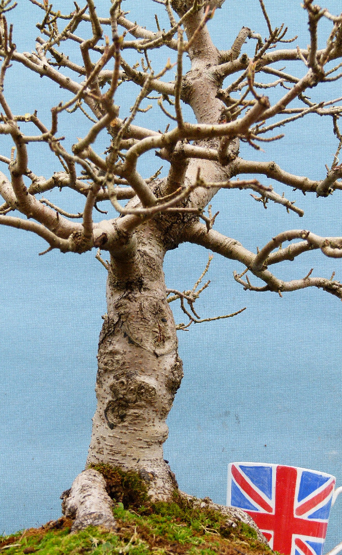 Field Maple British Native Bonsai Tree