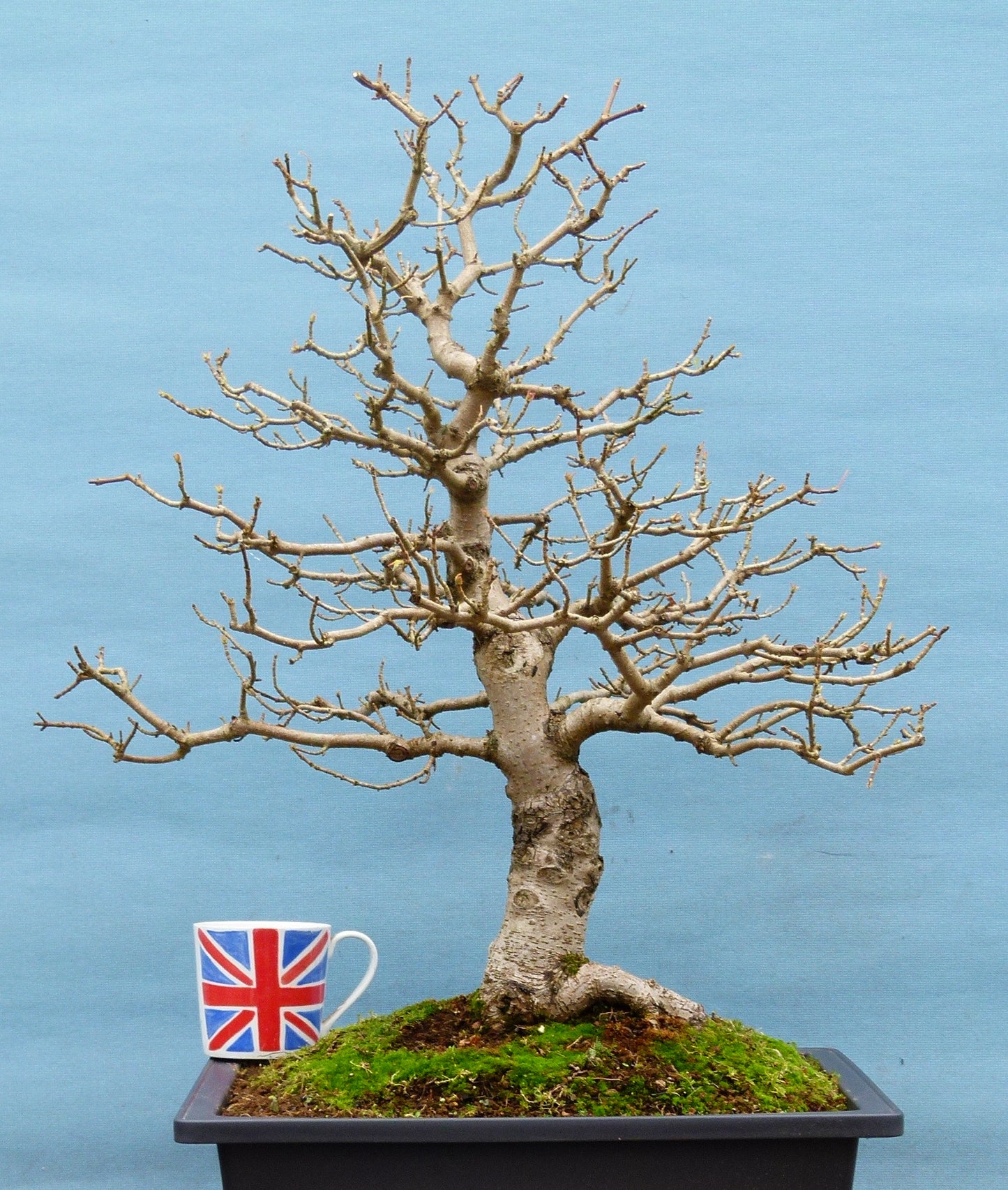 Field Maple British Native Bonsai Tree