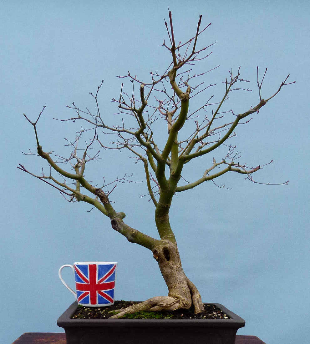 Japanese Maple Bonsai Material