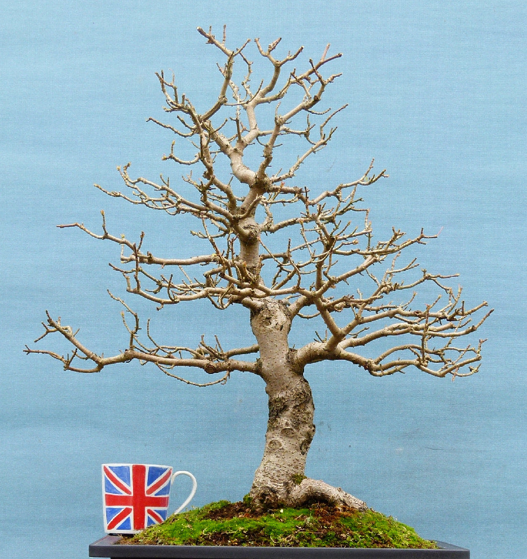 Field Maple British Native Bonsai Tree