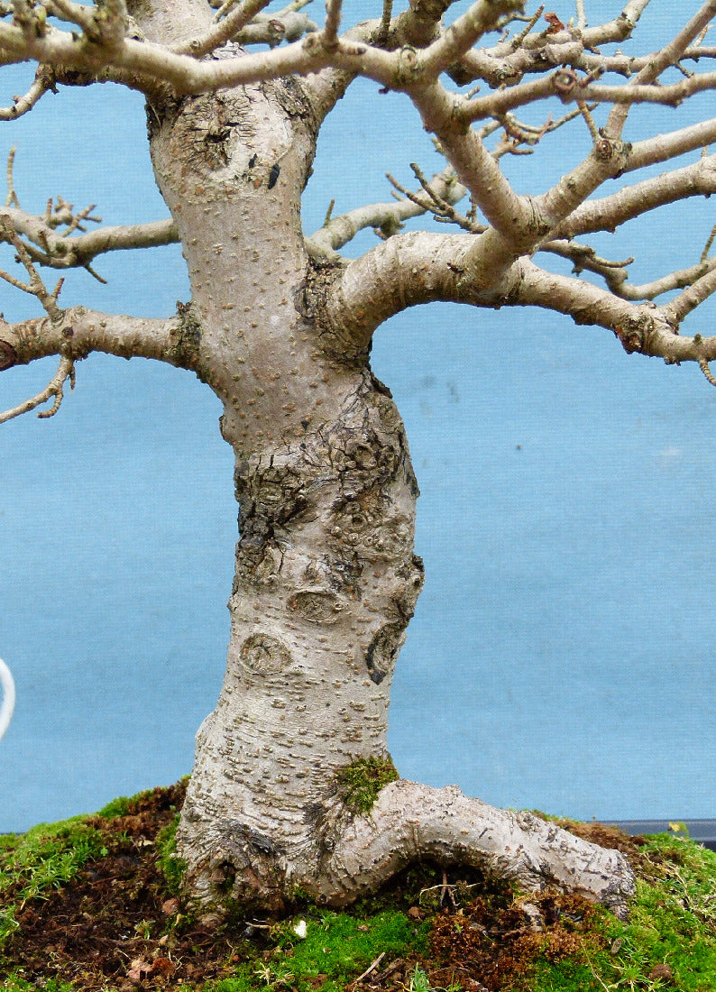 Field Maple British Native Bonsai Tree