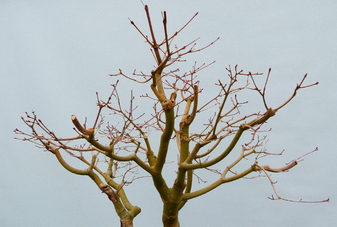 Japanese Maple Bonsai Material