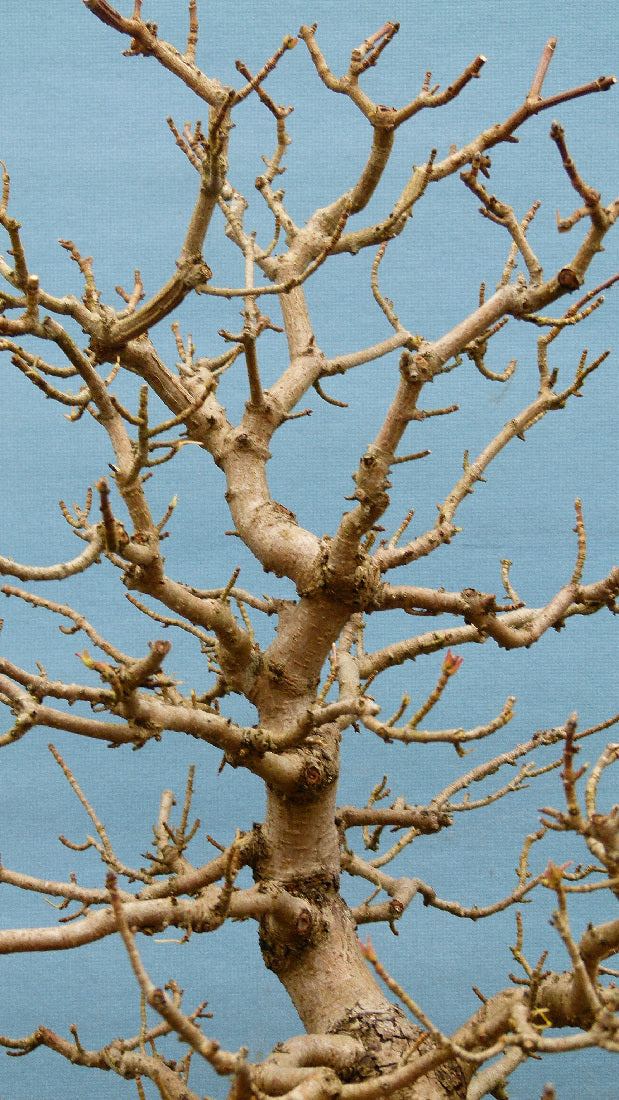 Field Maple British Native Bonsai Tree