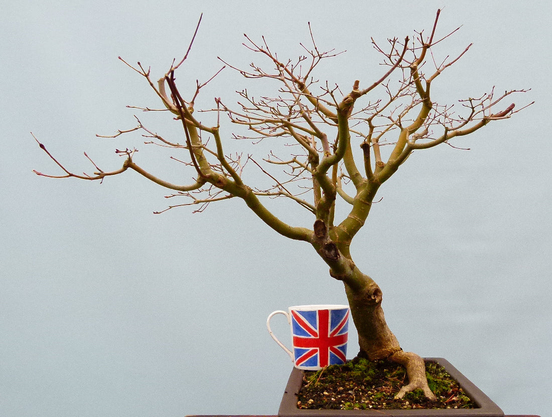 Japanese Maple Bonsai Material