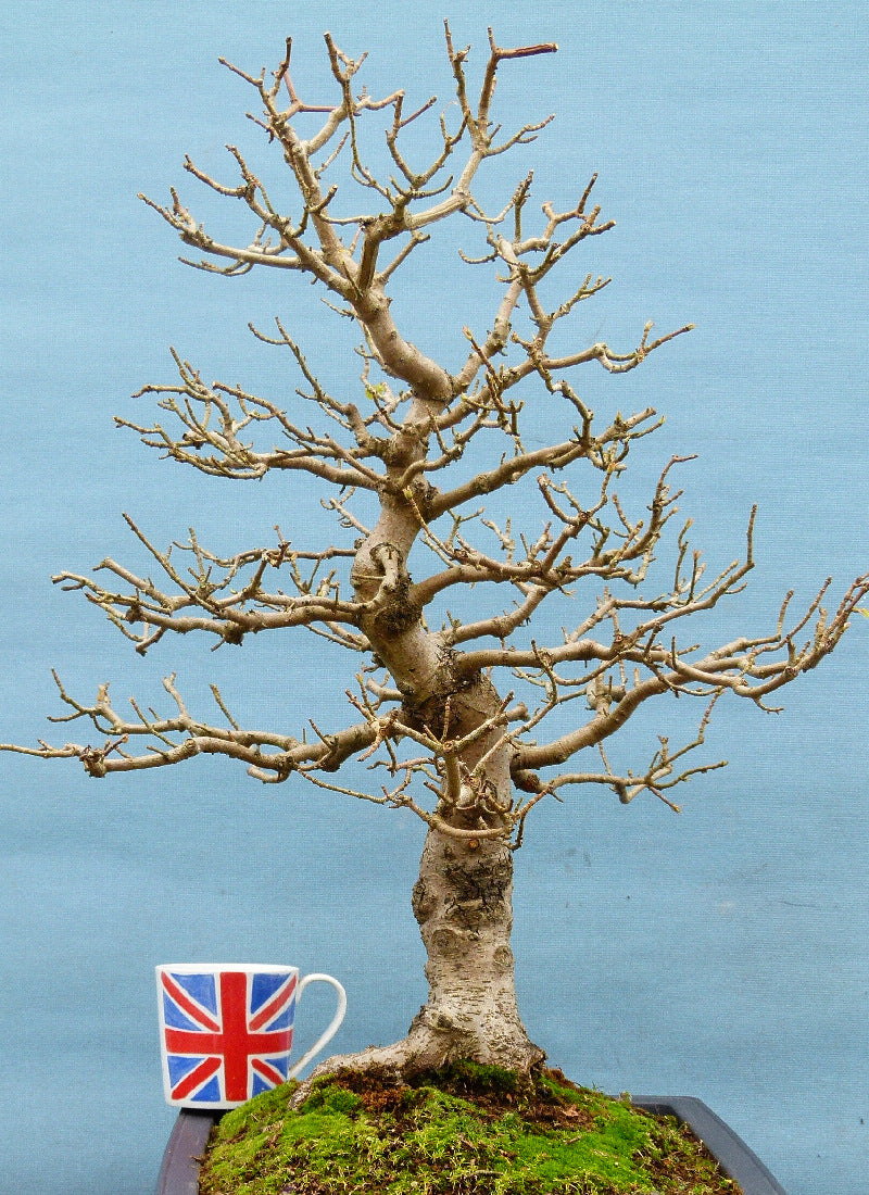 Field Maple British Native Bonsai Tree