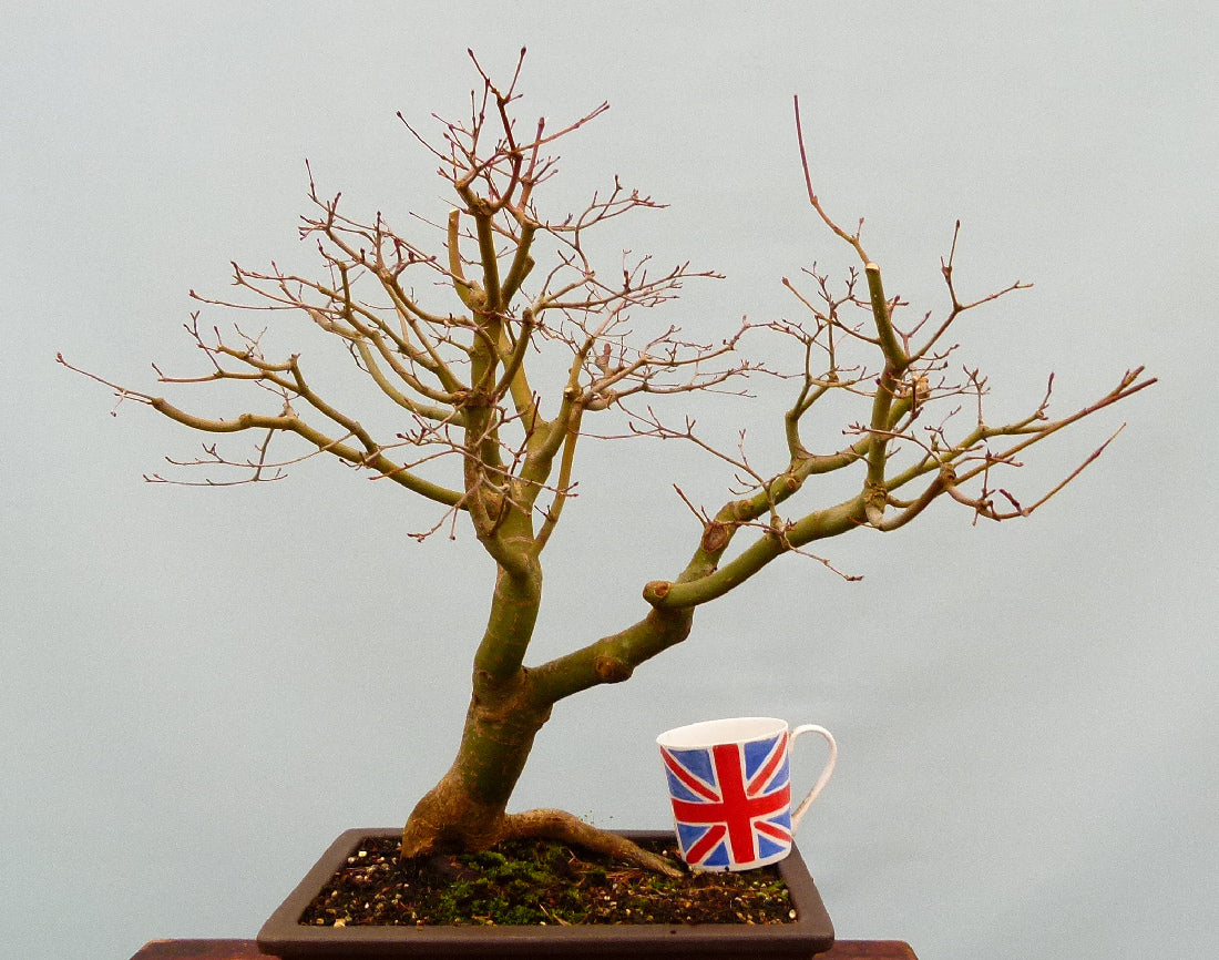 Japanese Maple Bonsai Material