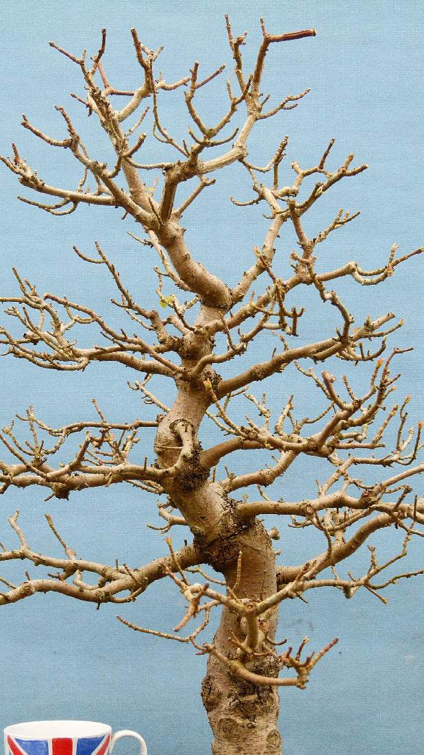 Field Maple British Native Bonsai Tree