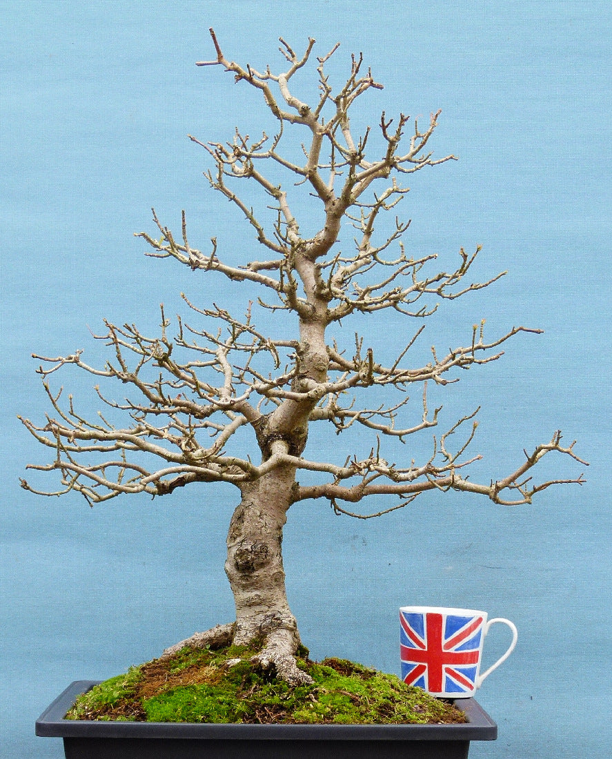 Field Maple British Native Bonsai Tree