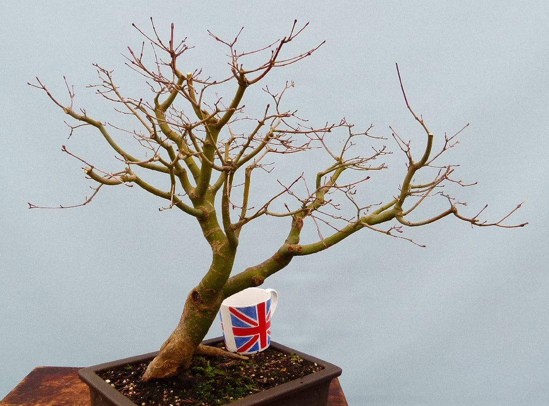 Japanese Maple Bonsai Material