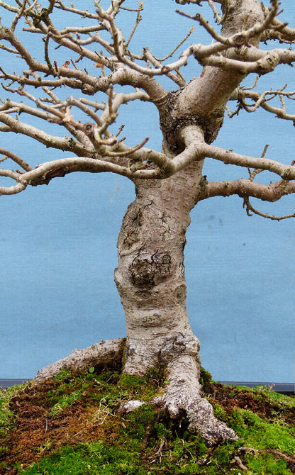 Field Maple British Native Bonsai Tree