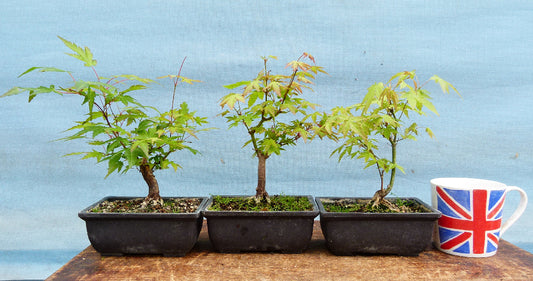 3 x Japanese Maple Bonsai Starter Trees - Clearance