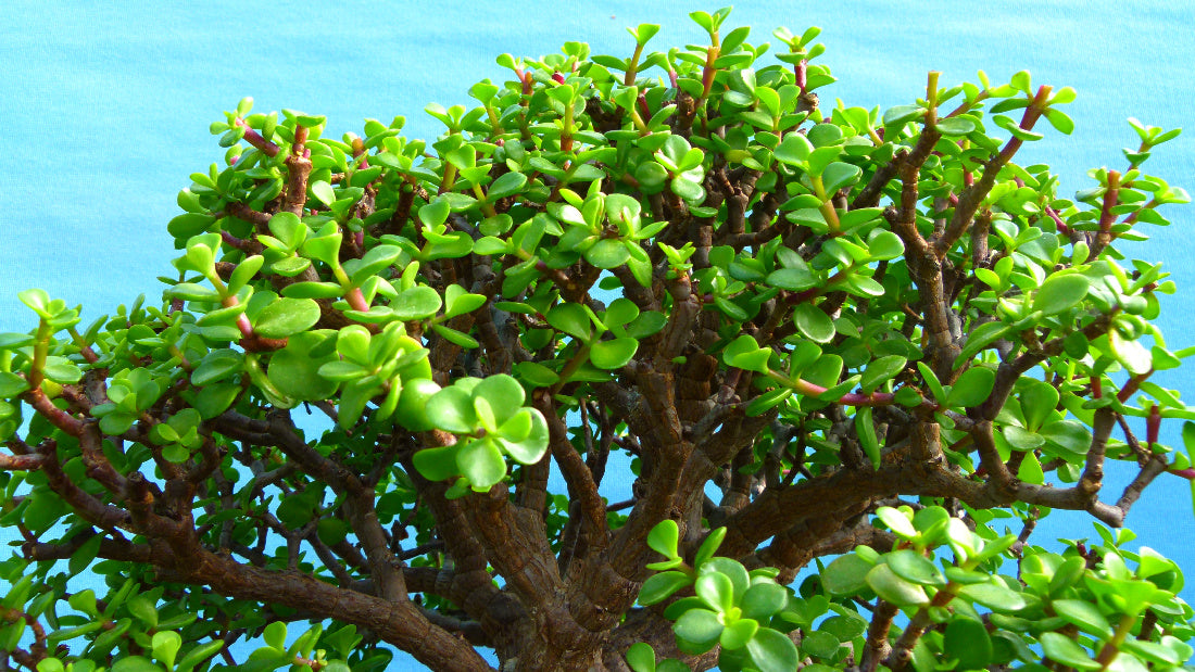 EXCEPTIONAL Portulacaria - Elephant Bush Indoor Bonsai Tree