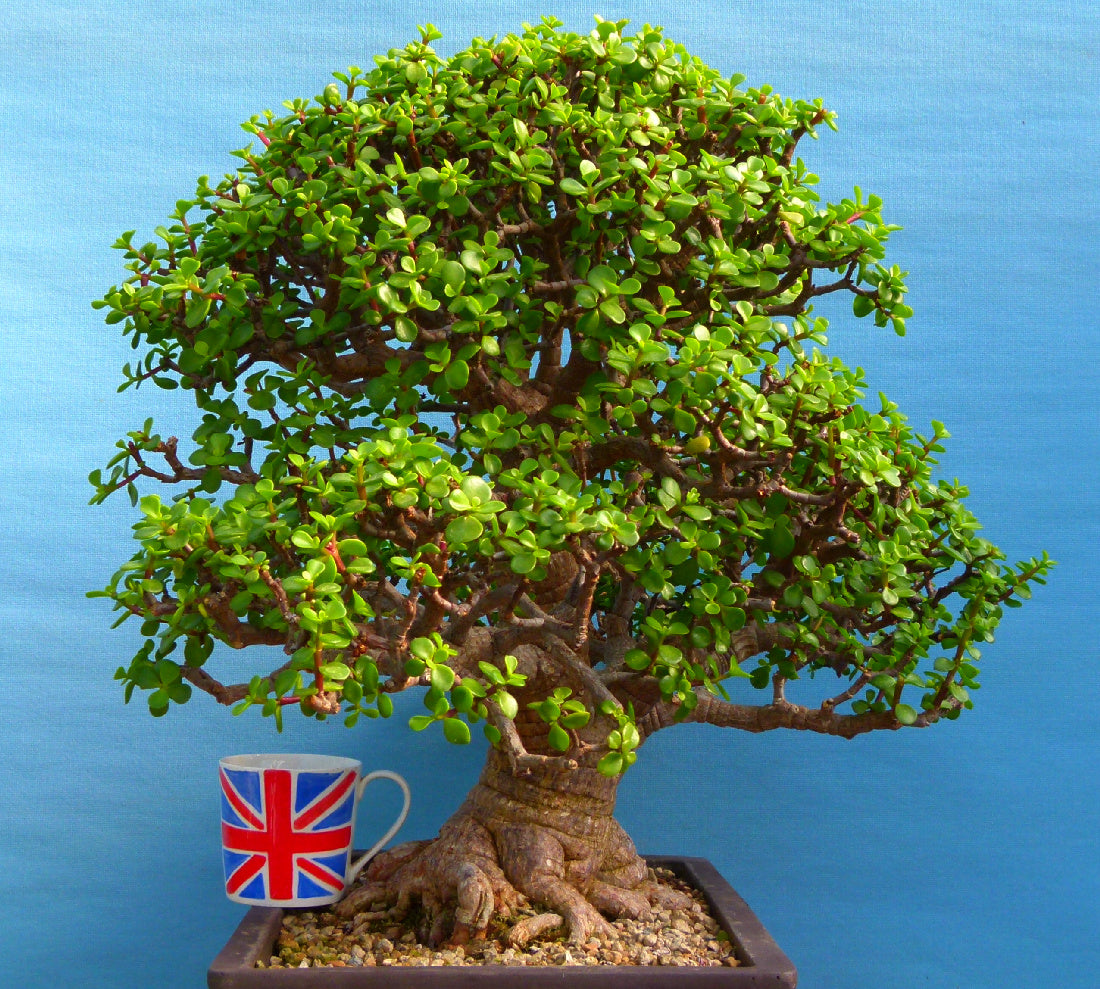 EXCEPTIONAL Portulacaria - Elephant Bush Indoor Bonsai Tree