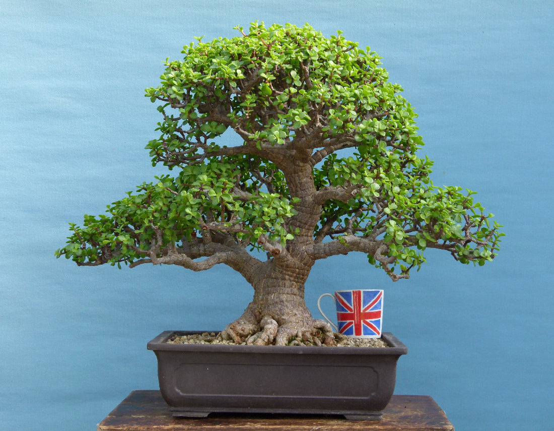 EXCEPTIONAL Portulacaria - Elephant Bush Indoor Bonsai Tree