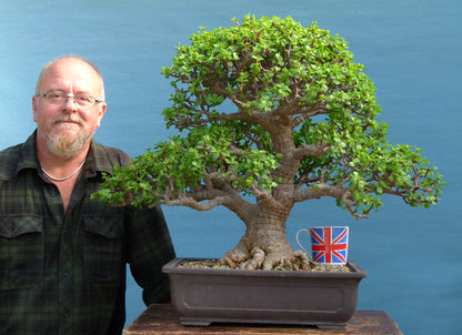 EXCEPTIONAL Portulacaria - Elephant Bush Indoor Bonsai Tree