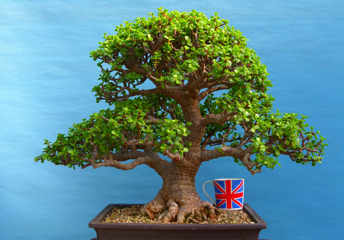 EXCEPTIONAL Portulacaria - Elephant Bush Indoor Bonsai Tree