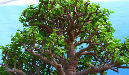 EXCEPTIONAL Portulacaria - Elephant Bush Indoor Bonsai Tree