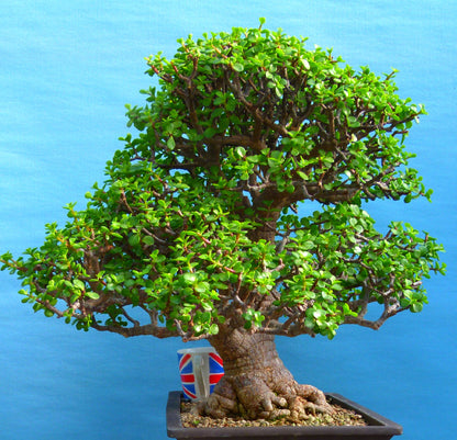 EXCEPTIONAL Portulacaria - Elephant Bush Indoor Bonsai Tree