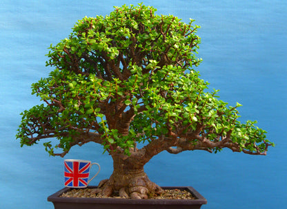 EXCEPTIONAL Portulacaria - Elephant Bush Indoor Bonsai Tree