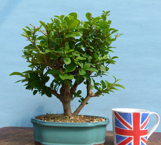 Privet Flowering Bonsai Tree