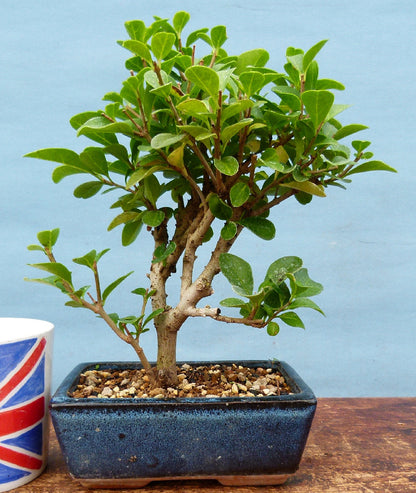 Privet Flowering Bonsai Tree