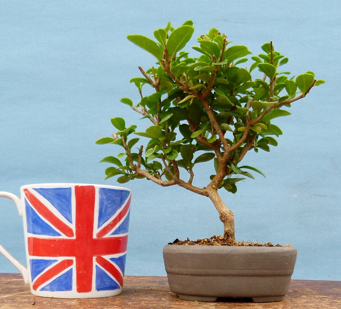 Privet Flowering Bonsai Tree