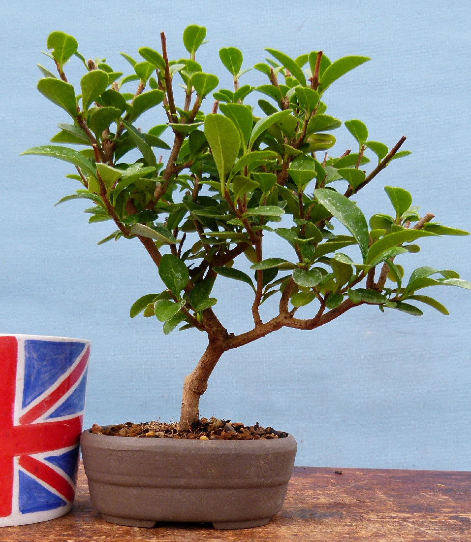 Privet Flowering Bonsai Tree