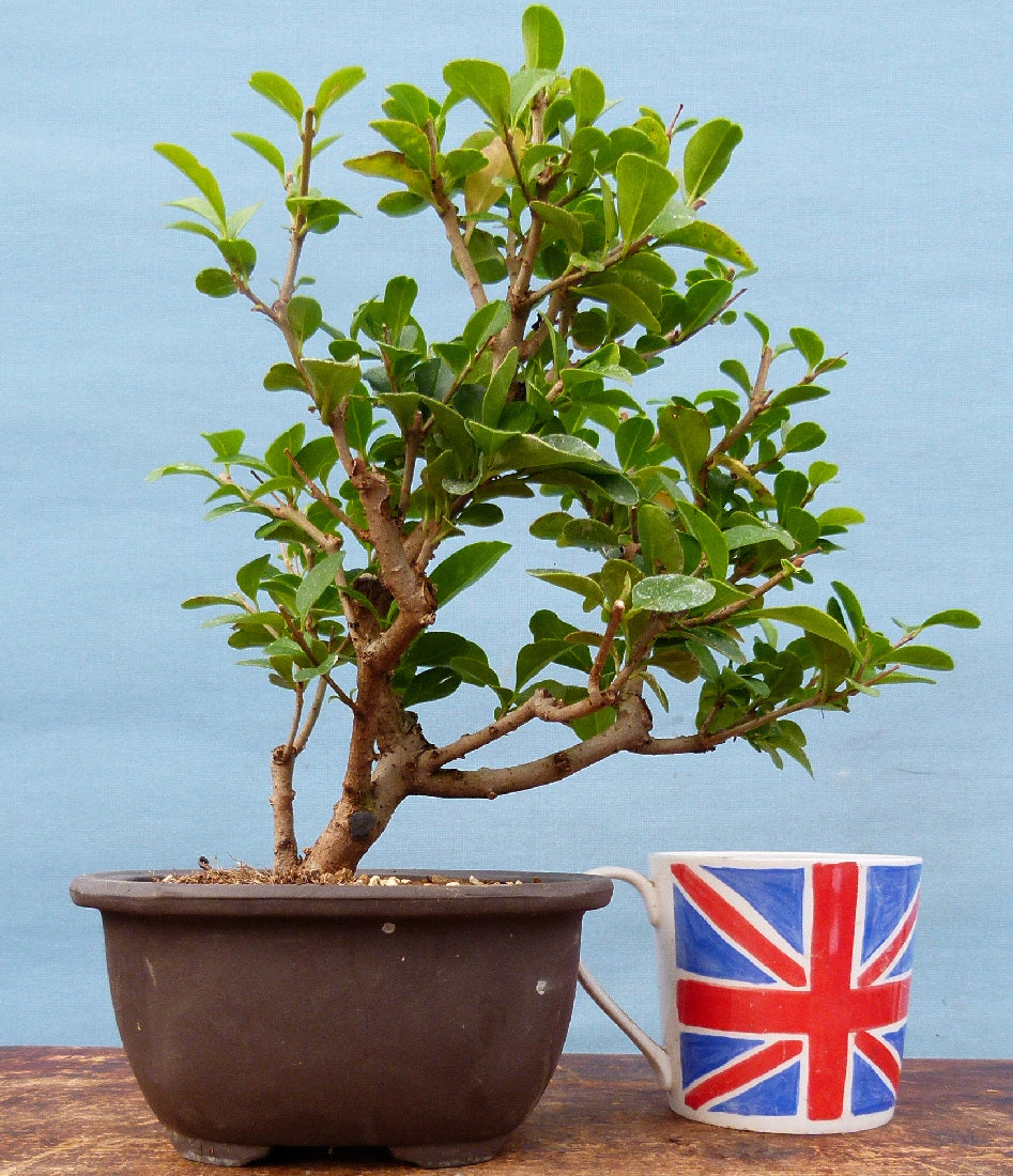 Privet Flowering Bonsai Tree