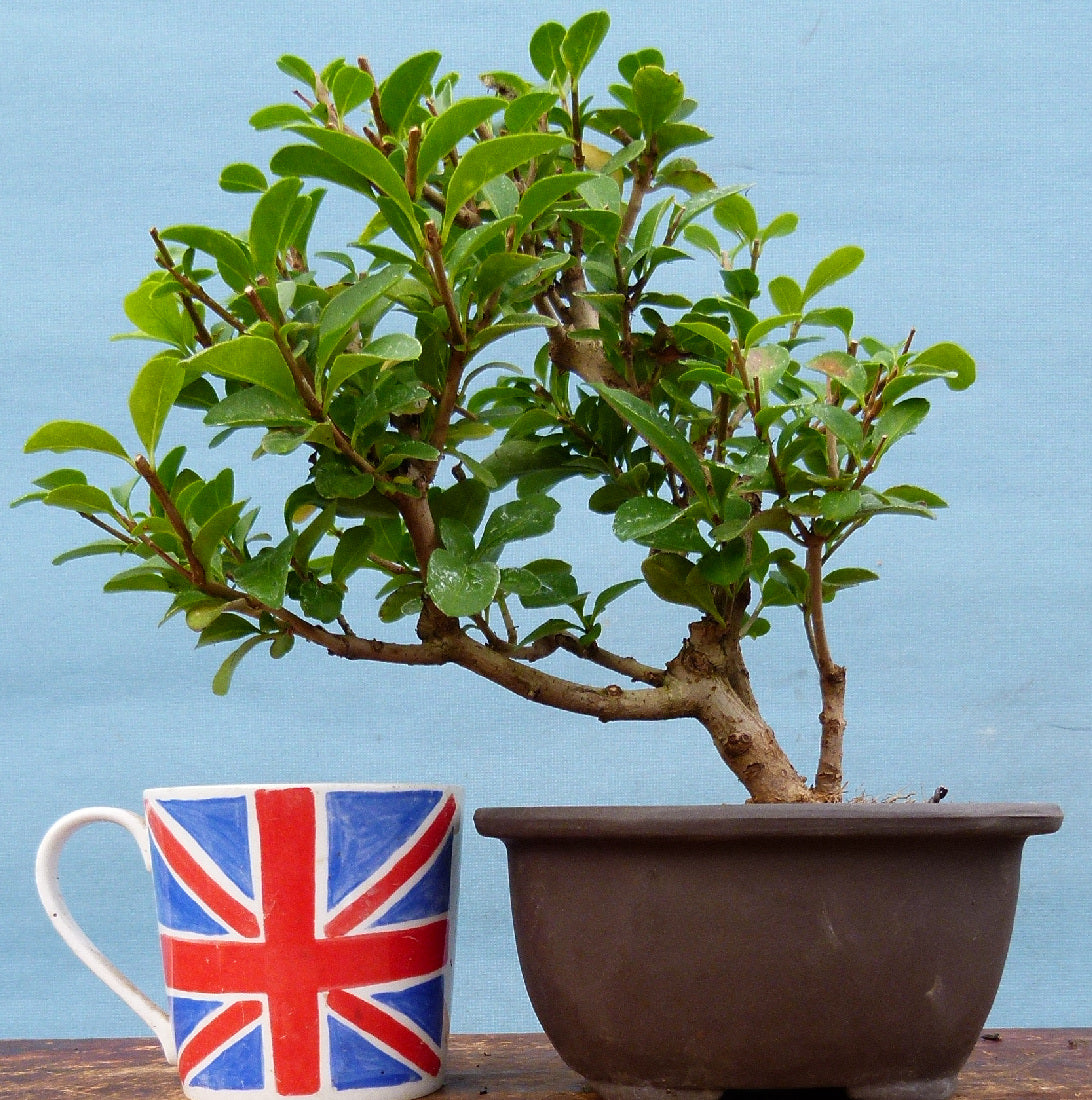 Privet Flowering Bonsai Tree