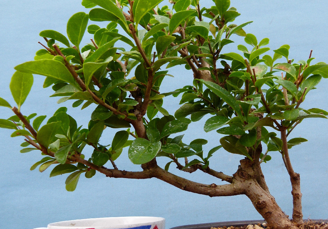 Privet Flowering Bonsai Tree