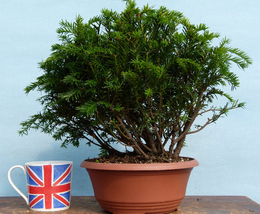 English Yew Bonsai Material